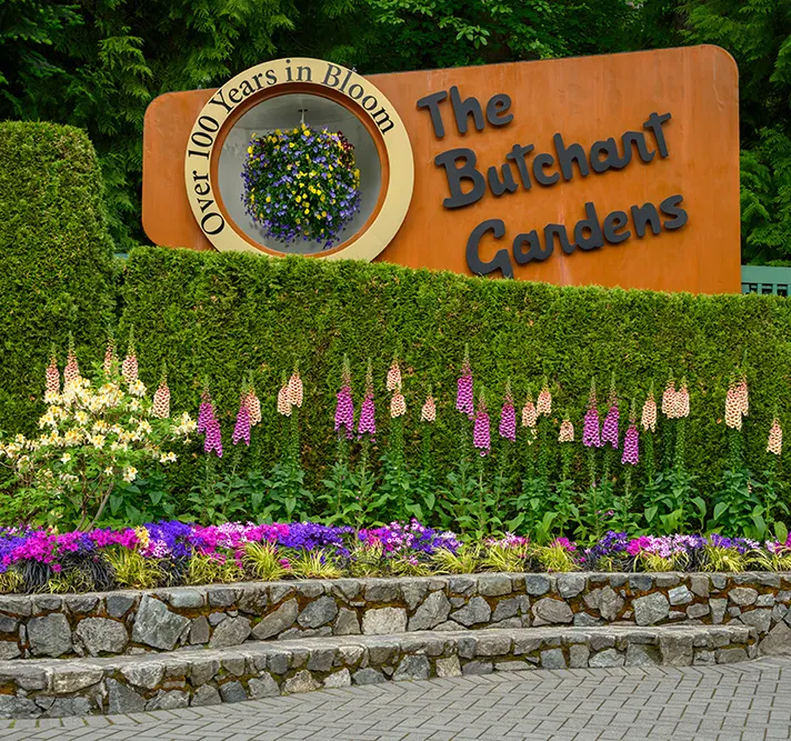 Large sign for The Butchart Gardens stands behind a neatly landscaped garden with purple, white, and pink flowers in front of tall hedges—a picturesque stop on many sightseeing tours