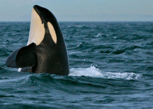 An orca partially emerges from the ocean, with its head and upper body above the water surface.