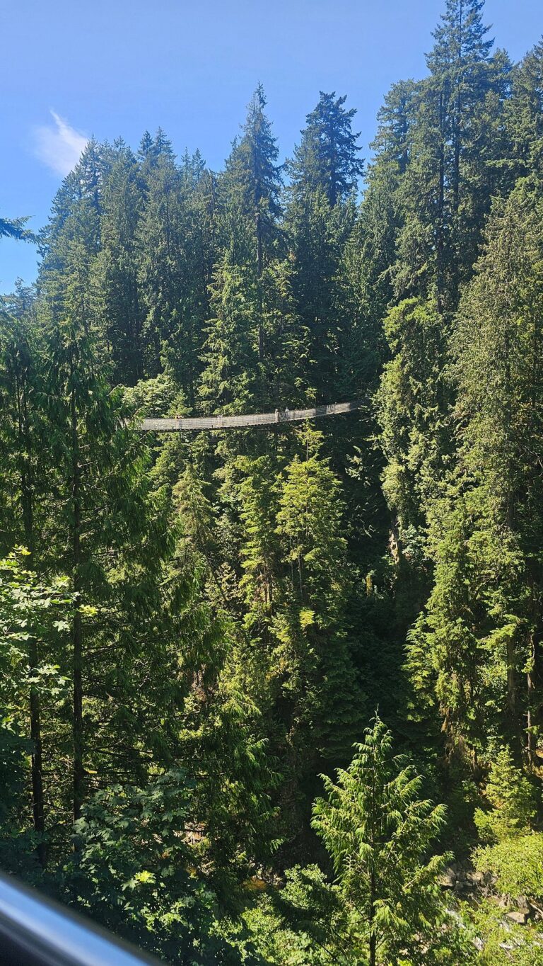 A suspension bridge stretches across a forested valley surrounded by tall evergreen trees under a clear blue sky