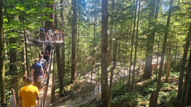 People walk along elevated wooden pathways and suspension bridges through a dense forest with tall trees and abundant greenery