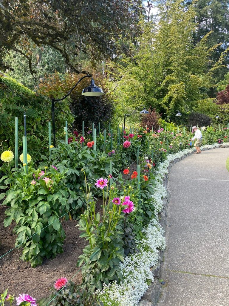 Curved garden path lined with blooming flowers and greenery; a person in the distance stands near the flower bed