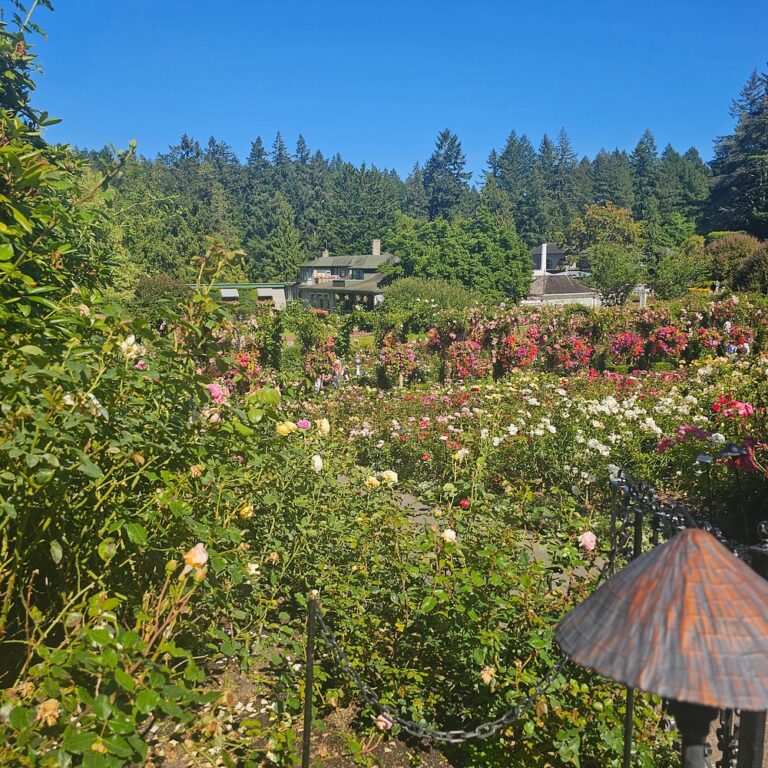 A well-maintained rose garden with blooming flowers and green shrubs, set against a backdrop of trees and a house under a clear blue sky