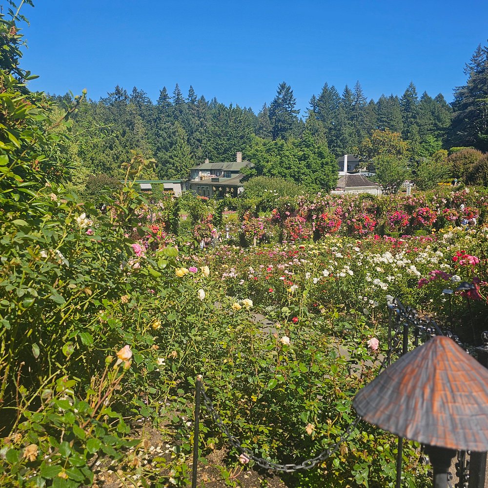 A well-maintained rose garden with blooming flowers and green shrubs, set against a backdrop of trees and a house under a clear blue sky.
