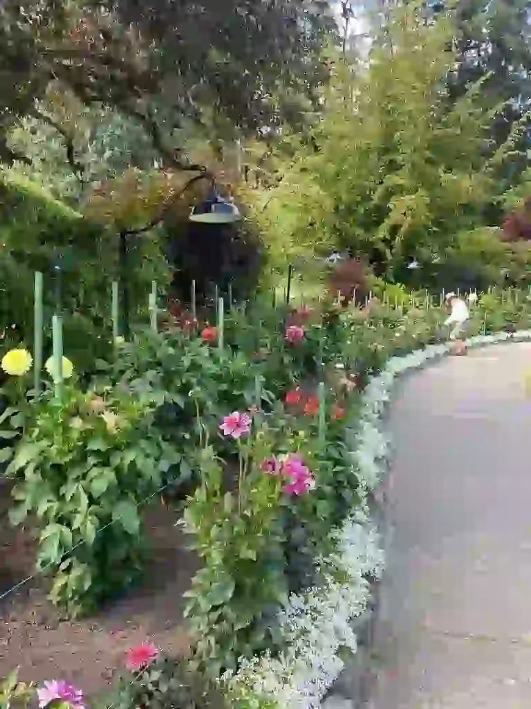 A garden with blooming pink and yellow flowers borders a curved paved path lined with low white flowers; trees and shrubs are in the background, offering a peaceful spot to enjoy during a tour of Vancouver.