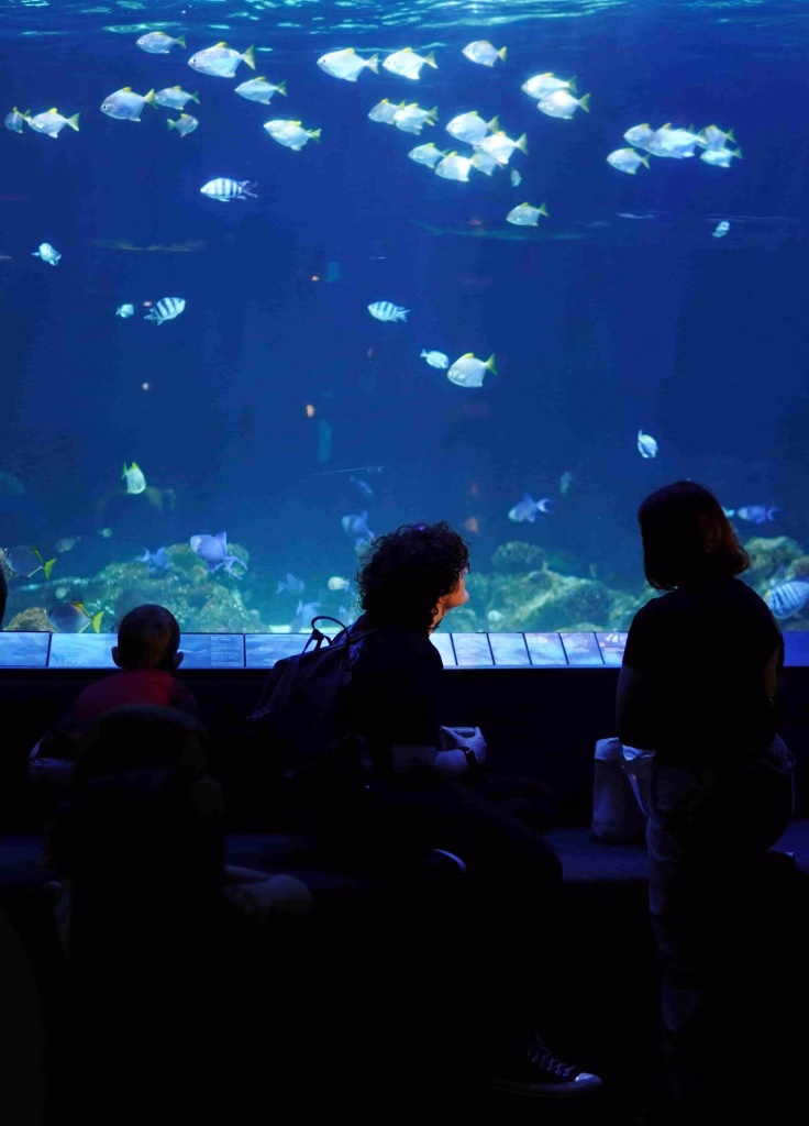 Three people sit and stand in front of a large tank at the Vancouver Aquarium, watching various fish glide through the blue-lit water.