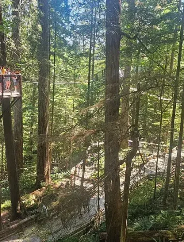 People walk along an elevated wooden path through a dense forest, surrounded by tall trees and sunlight filtering through the leaves.