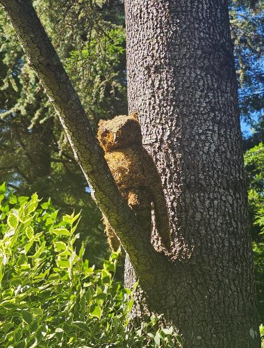 A tree branch with brown moss or lichen growth resembles the shape of an animal, blending with the tree trunk against a background of green foliage and blue sky.