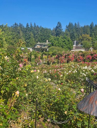 A well-maintained rose garden with blooming flowers and green shrubs, set against a backdrop of trees and a house under a clear blue sky.